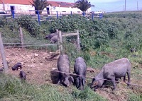 Porco Alentejano (Porco Preto)