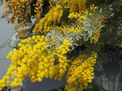 Cootamundra-Akazie (Acacia baileyana)