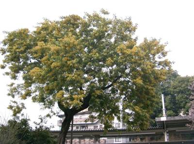 Silber-Akazie (Acacia dealbata)