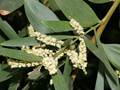 Langblättrige Akazie (Acacia longifolia)