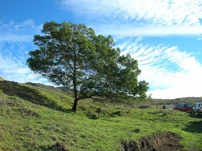 Australische Akazie (Acacia mearnsii)