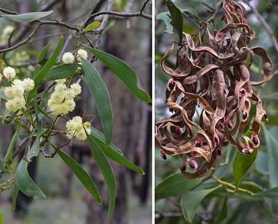 Schwarzholz-Akazie (Acacia melanoxylon)