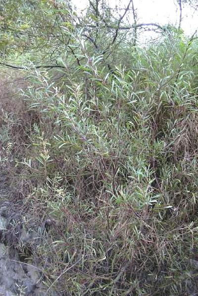 Wasser-Akazie (Acacia retinodes)