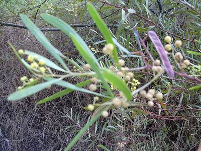 Wasser-Akazie (Acacia retinodes)