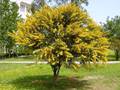 Acacia saligna