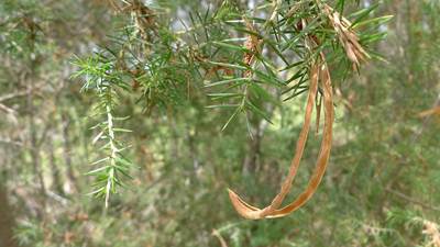 Acacia verticillata