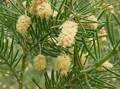 Acacia verticillata)
