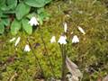 Leucojum autumnale