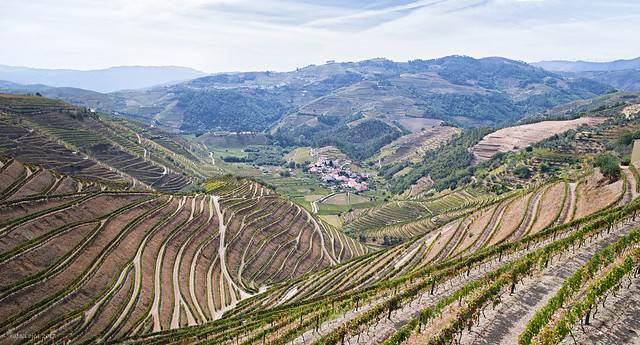 Alto Douro (Weinberge)