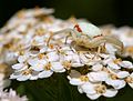 Misumena vatia (Clerck, 1757)