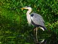 Ardea cinerea (Graureiher)