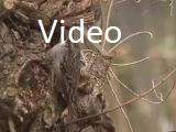 Certhia brachydactyla - Video, Urheber/Quelle/Lizenz: Marc Plomp, Wikimedia, CC BY-SA 3.0