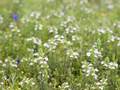 Bartsia trixago (Bunte Bellardie)