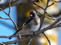 Carduelis carduelis (Stieglitz, Distelfink)