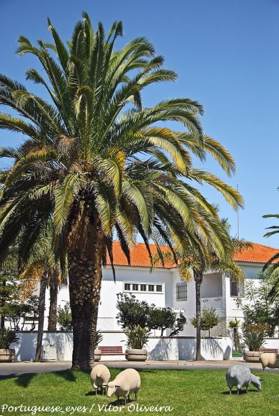 Rotunda das Ovelhas - Castro Verde