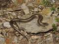 Chalcides striatus (Westliche Erzschleiche)