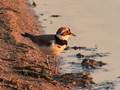 Charadrius dubius (Flussregenpfeifer)