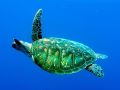 Chelonia mydas (Grüne Meeresschildkröte)
