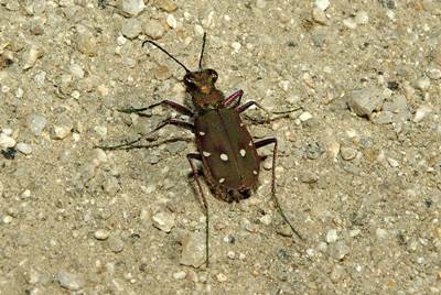 Cicindela maroccana Cicindela maroccana