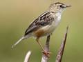 Cisticola juncidis (Cistensänger)