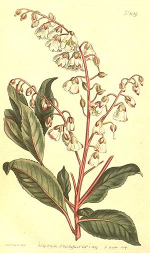 Clethra arborea, Urheber/Quelle: S.T. Edwards, Wikimedia, pd Maiglöckchen-Zimterle (Clethra arborea)