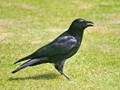 Corvus corone (Aaskrähe,)