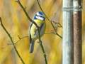 Cyanistes caeruleus (Blaumeise)