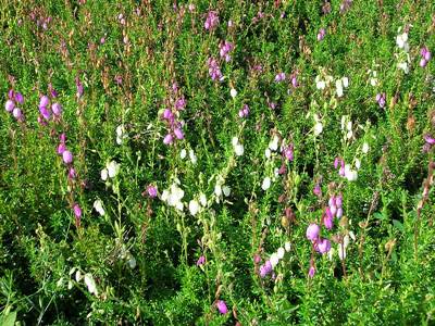 Irische Heide (Daboecia cantabrica)