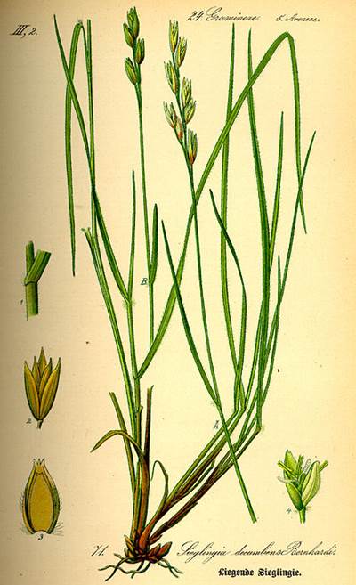 Dreizahn (Danthonia decumbens), Urheber: Prof. Dr. Otto Wilhelm Thomé Dreizahn (Danthonia decumbens)