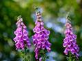 Digitalis purpurea (Roter Fingerhut)