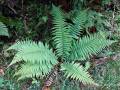 Dryopteris affinis