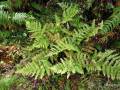 Dryopteris crispifolia