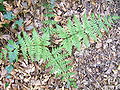 Dryopteris dilatata