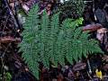 Dryopteris maderensis