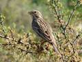 Emberiza calandra (Grauammer)