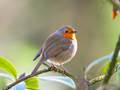 Erithacus rubecula (Rotkehlchen)