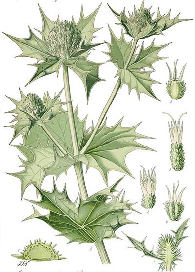 Stranddistel (Eryngium maritimum), Urheber: Prof. Dr. Otto Wilhelm Thomé Stranddistel (Eryngium maritimum)