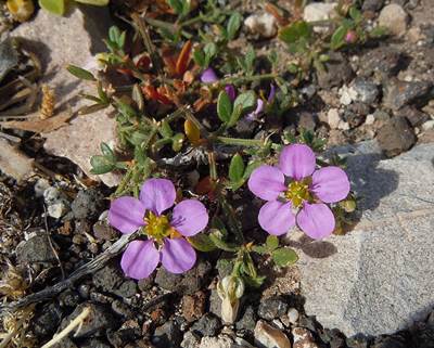 Fagonia cretica