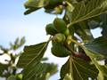 Ficus carica (Echte Feige)