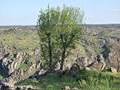 Fraxinus angustifolia (Schmalblättrige Esche)