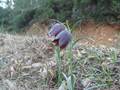 Fritillaria lusitanica (Portugiesische Schachblume)