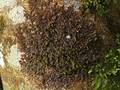 Frullania dilatata (Breites Wassersackmoos)