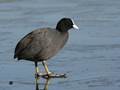 Fulica atra (Blässhuhn)