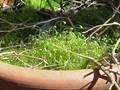Funaria hygrometrica (Wetteranzeigendes Drehmoos)