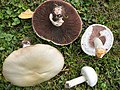 Agaricus (Champignons)