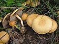 Agrocybe (Ackerlinge)