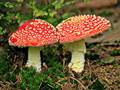 Amanita (Wulstlinge)