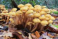 Armillaria (Hallimarsche)