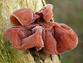 Auricularia (Ohrlappenpilze)