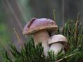 Boletus (Steinpilze)